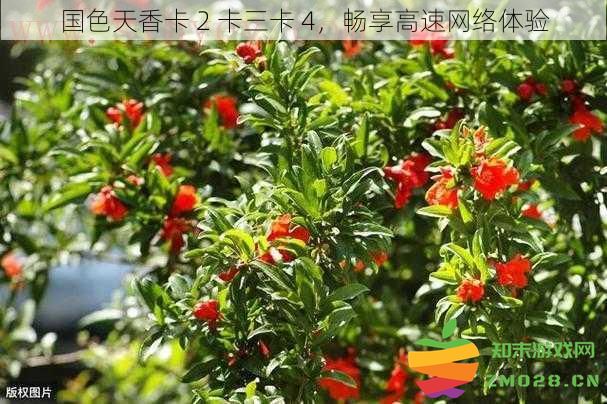 畅享国色天香卡 2 卡三卡 4 高速网络，尽享流畅上网体验